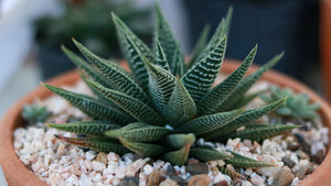 Haworthia